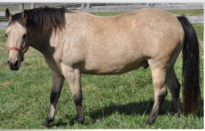 <p>What is this horse with no dorsal stripe or zebra marks?</p>