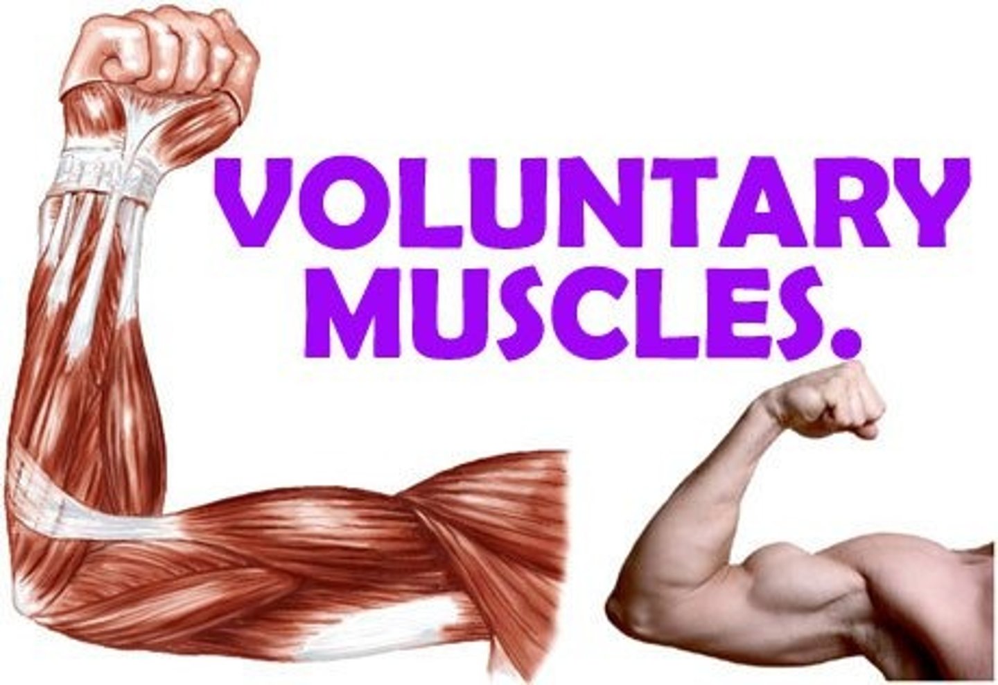 <p>Striated Muscle</p><p>Muscles you are able to control</p><p>Forms major muscle mass of body</p>
