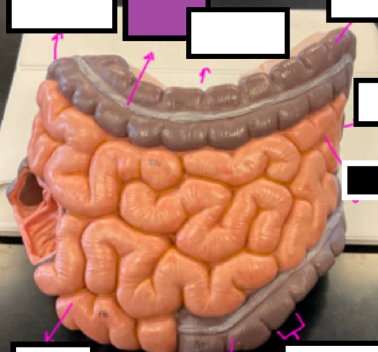 knowt flashcard image