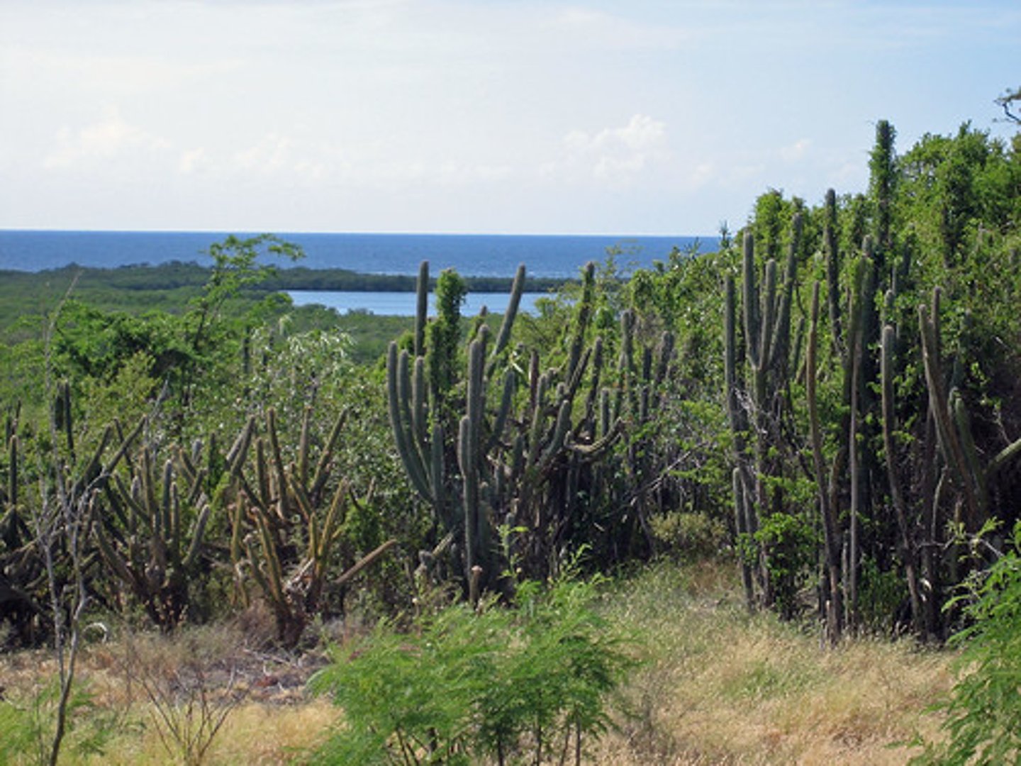 <p>tropical rain forest</p>