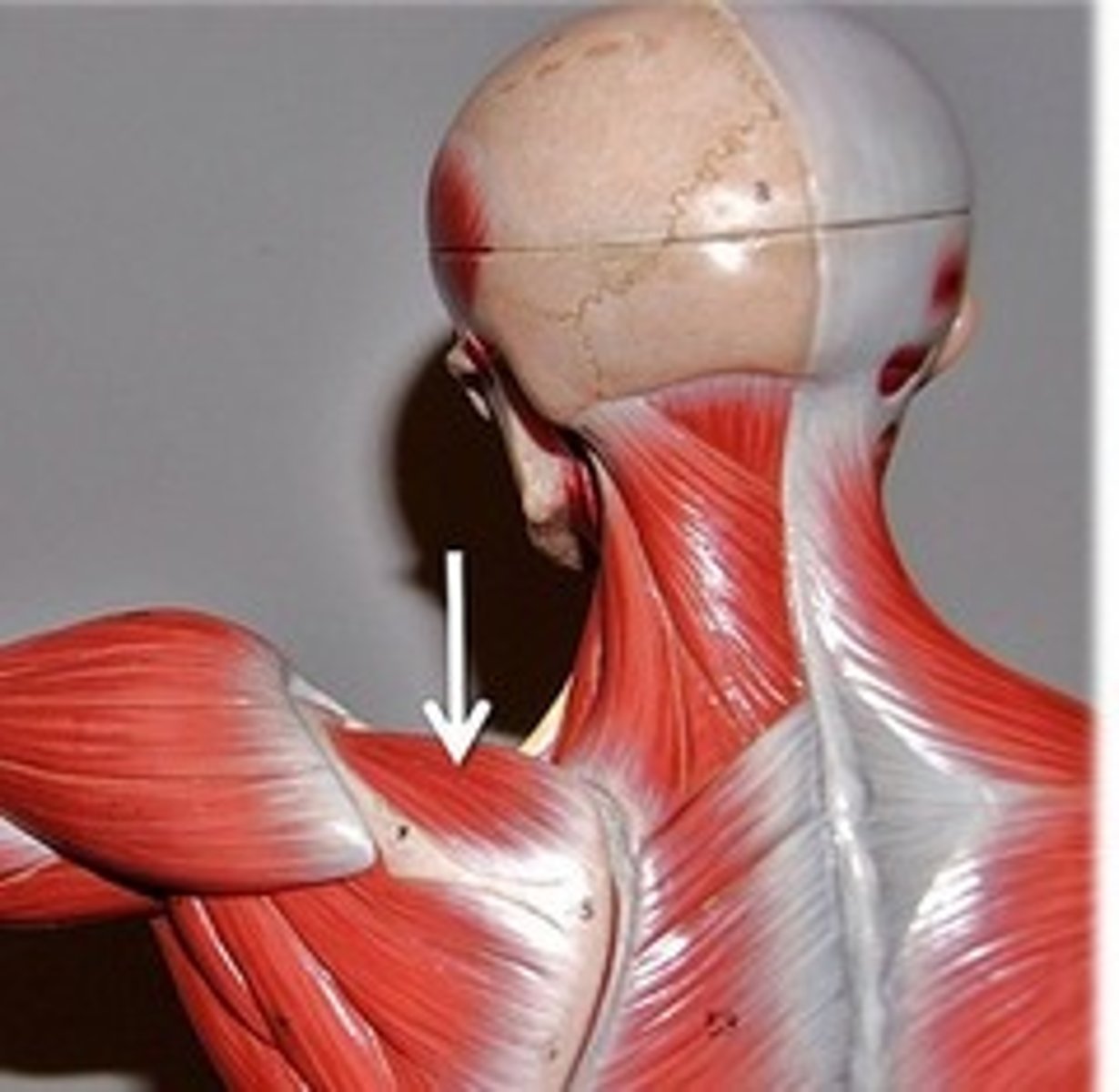 <p>What is indicated?</p>