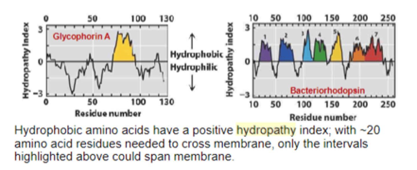 <p>The segments of primary structure of a membrane protein that might be transmembrane alpha-helices.</p>