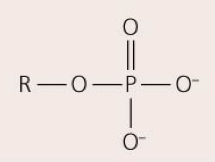 May link other molecules to form larger structures; may store energy in high-energy bonds; ex: phospholipids, nucleic acids, high-energy compounds