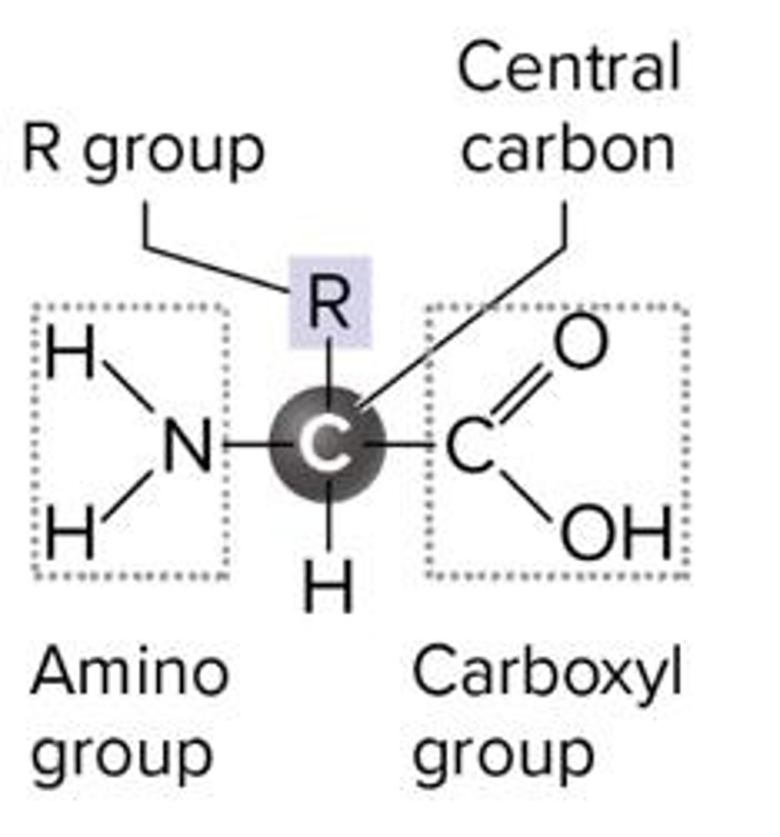 <p>R group, central carbon, hydrogen atom, amino group, carboxyl group.</p>