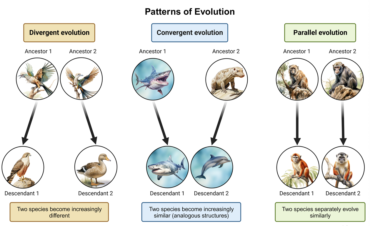 <p><strong>divergent evolution—</strong>occurs when two species with a common ancestor evolve different traits, often in response to different environmental conditions or niches</p>