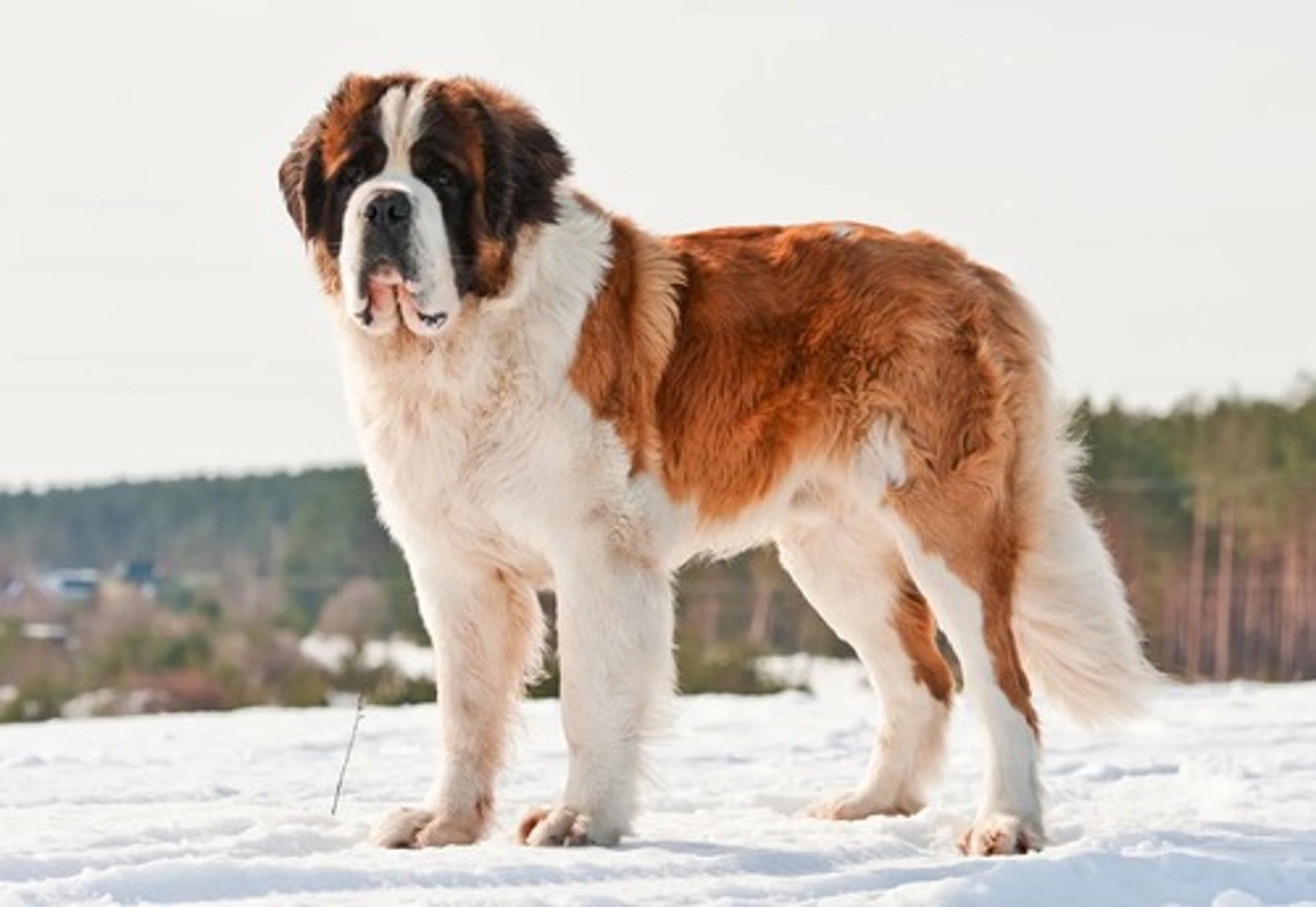 <p>What breed is this? What was it developed for? What are two visual characteristics?</p>