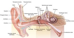 <p>a pathway running from the outer ear to the middle ear</p>