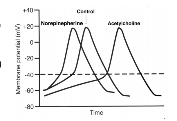 <ol><li><p>increase the slope of pacemaker potential</p></li><li><p>threshold is reached more rapidly</p></li><li><p>heart rate increases</p></li><li><p>Tachycardia</p></li></ol><p></p>