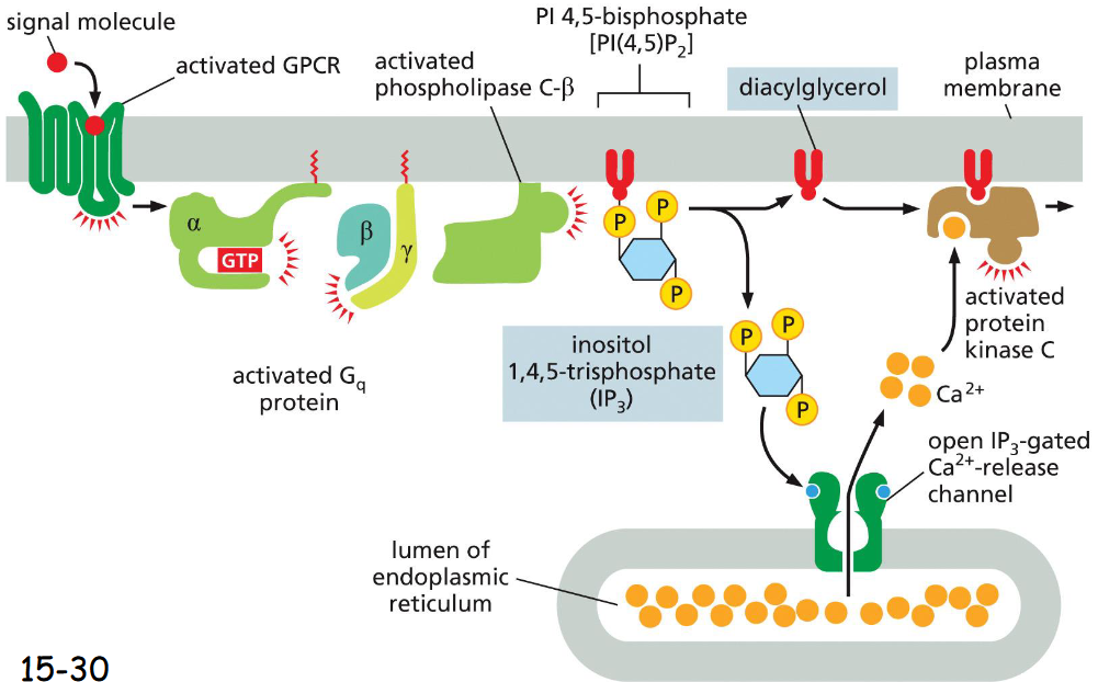 <p>Activation of GPCR → activation of G protein → G protein dissociates into alpha and gamma+beta, activates phospholipase C-beta which splits IP3 and diacylglycerol (PI45P2)</p><p><br>IP3 (inositol 1,4,5-triphosphate) increases cytosolic Ca2+ by opening of IP3 gated Ca2+ channel (from ER)<br></p><p>diacylglycerol stays in the membrane and recruits PKC to the cytosolic face</p><p>Ca2+ then activates protein kinase C, PKC phosphorylates target proteins</p>