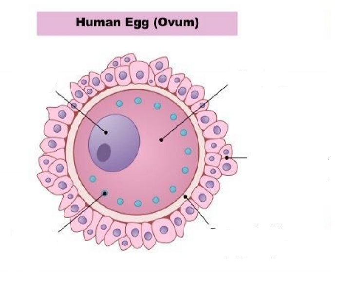 <p>Human Egg</p>