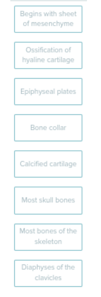 <p>Sort the Following into Endochondral and Intramembranous Ossification</p>