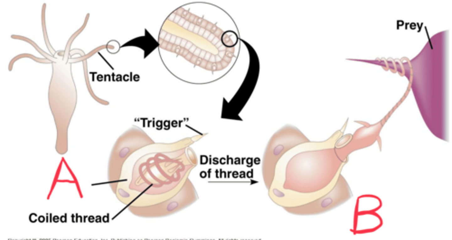 <p>A</p><p>specialized organelles within cnidocytes that eject a stinging thread</p>