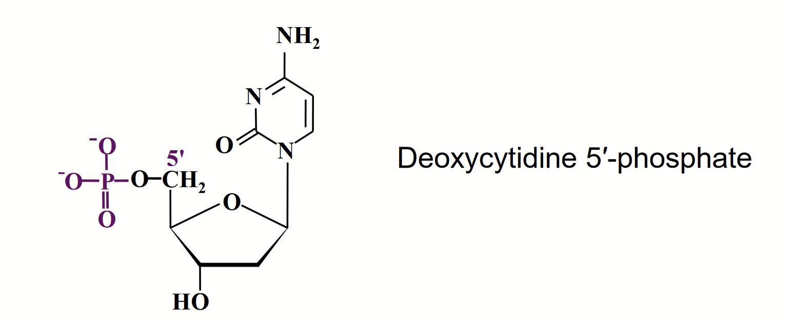 <p>The repeating unit of nucleic acids. Consists of a sugar, a base, and a phosphate group.</p><p>Phosphorylated nucleosides.</p>