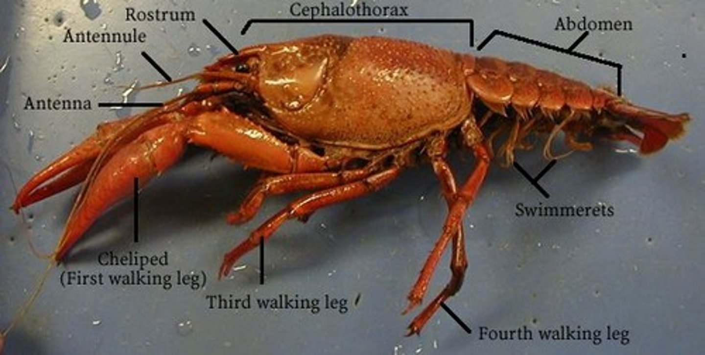 <p>19 including the antennae, modified mouthparts (maxillipeds)), claws (chelipeds), four pairs of walking legs, swimmerets on abdomen and telson (tail).</p>