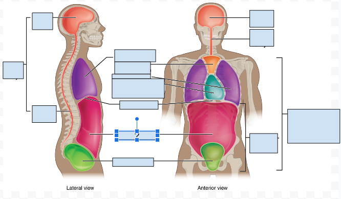 <p>What body cavity is covered by the question Mark?</p>