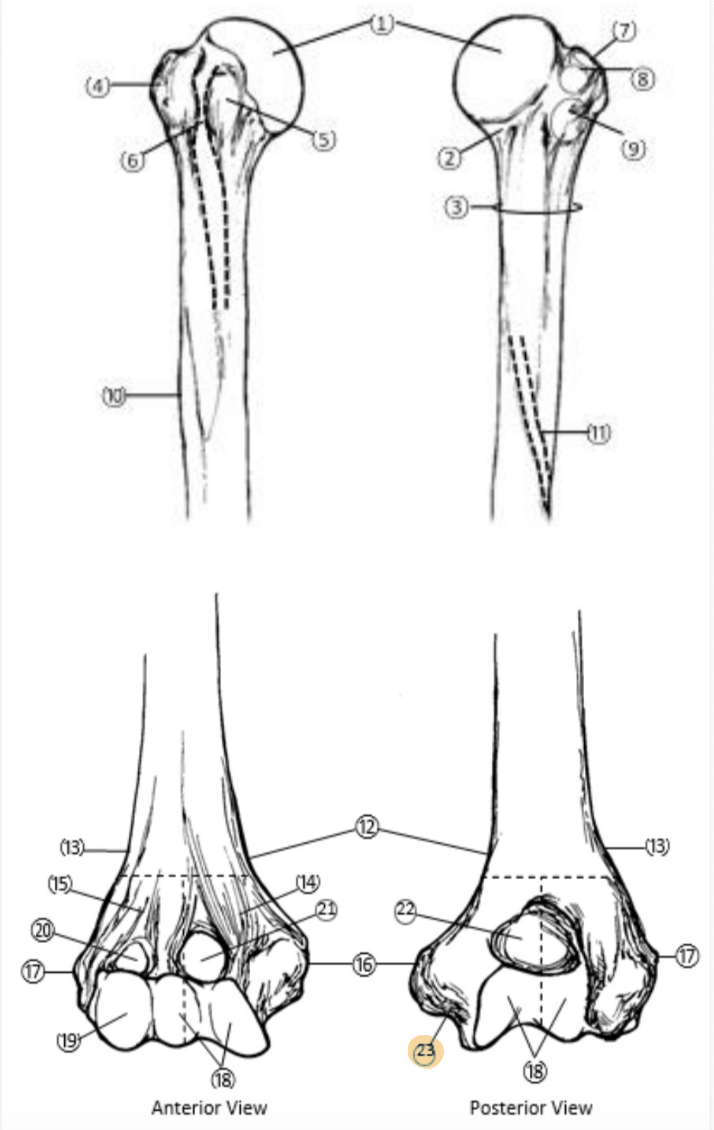 <p>On the Distal end of the Humerus, which part is highlighted (23)?</p>