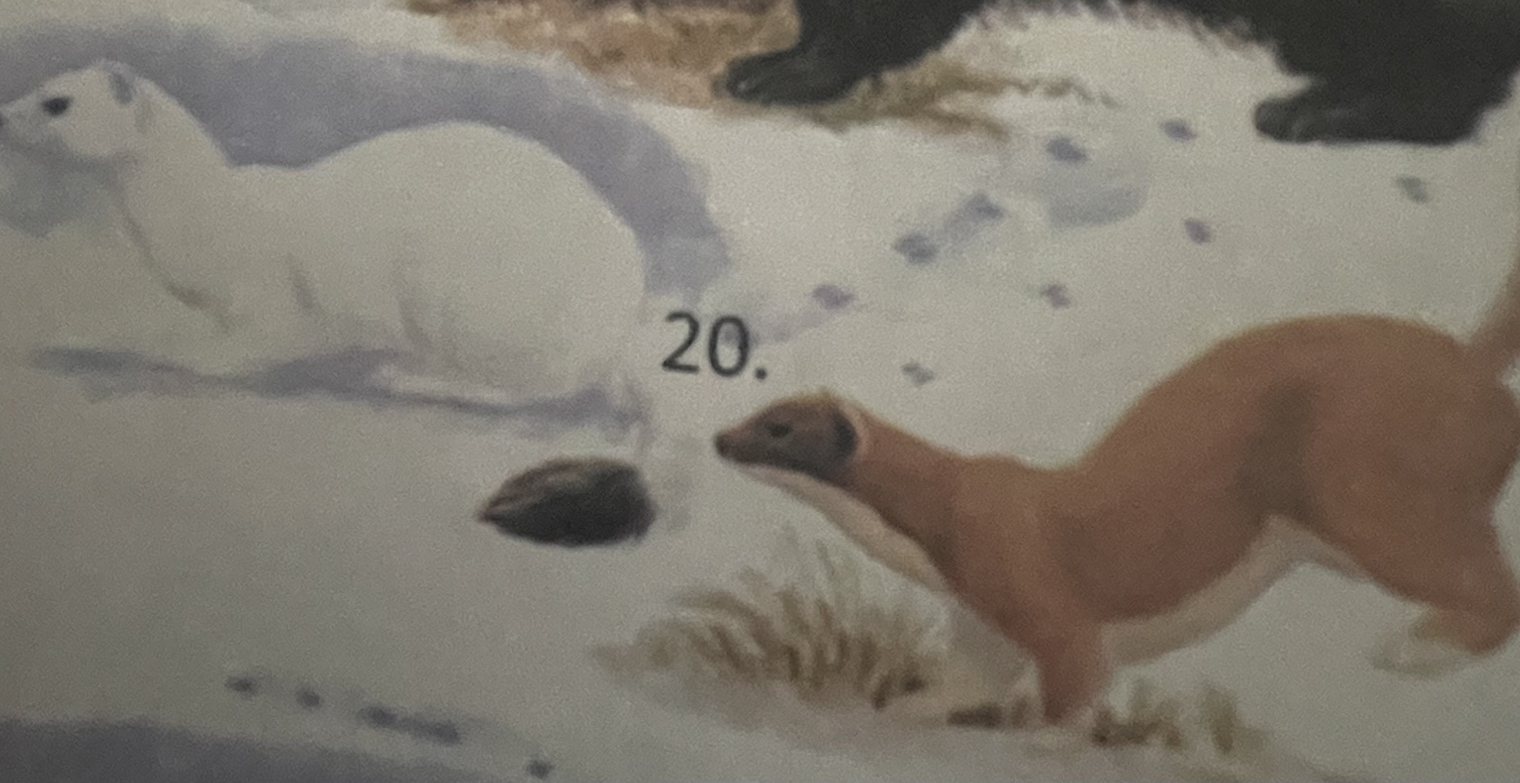 <p>mikä eläin</p>