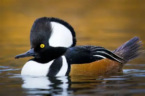 <p>Hooded Merganser </p>