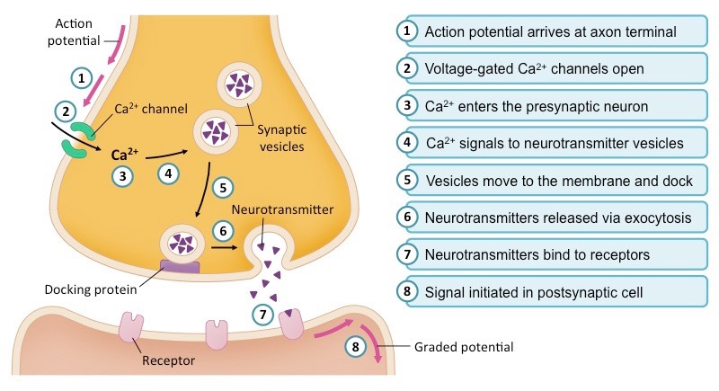 <p>**Ca is required for neurotransmitters to release into the synapse</p>
