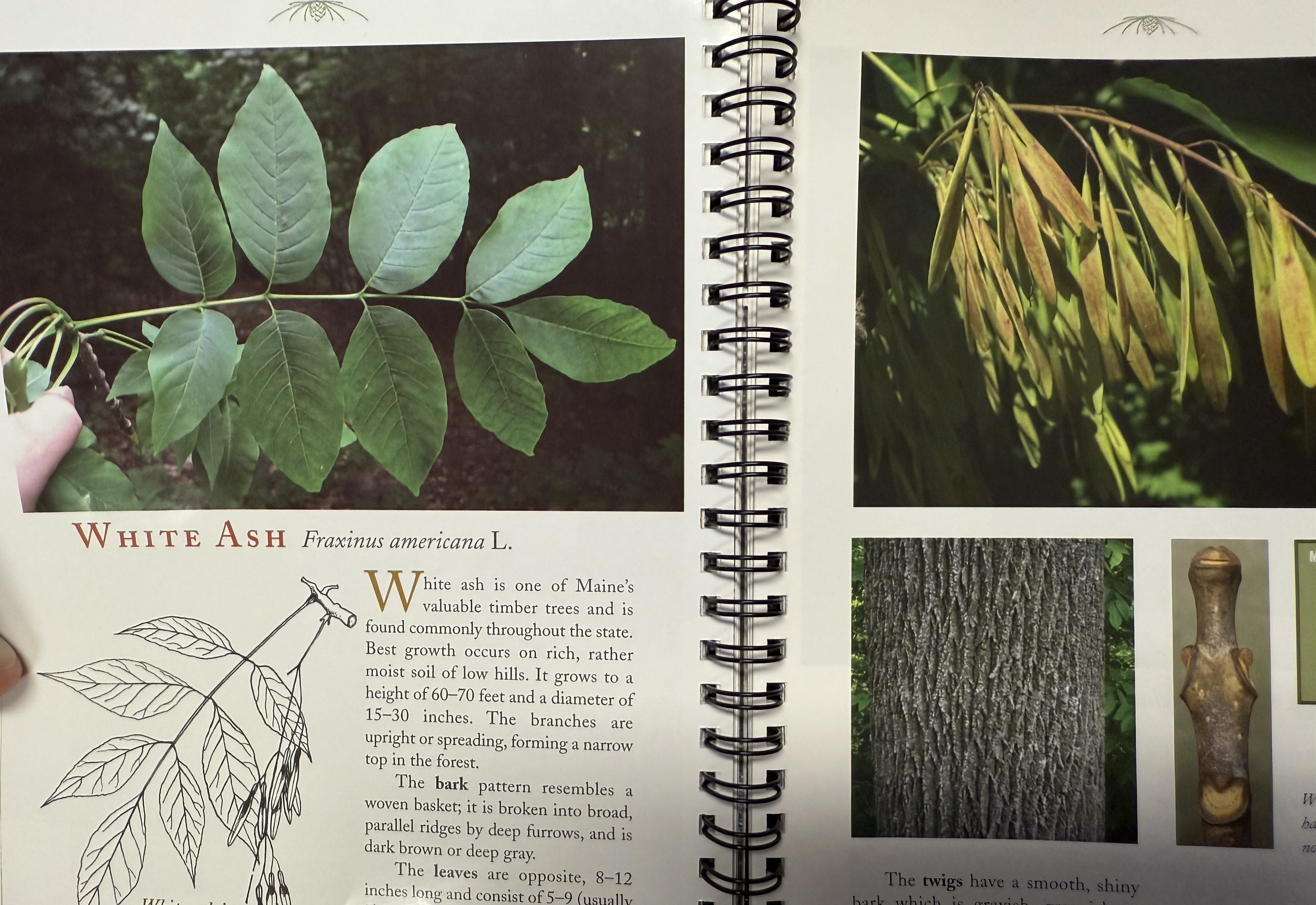 <p>white ash (American ash) </p>