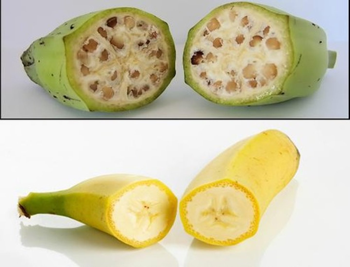 <p>Day-neutral plants can be grown from seed, reducing pest and disease risks, and they continuously flower and produce fruit.</p>