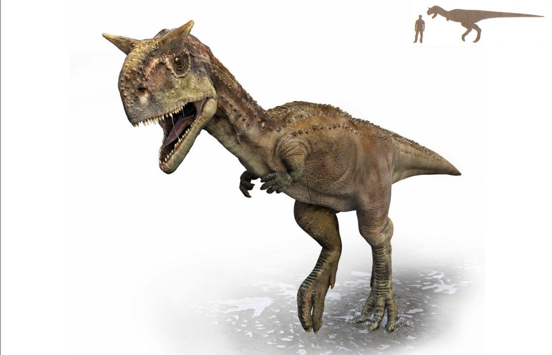 <p>Theropod Saurischian dinosaur</p>