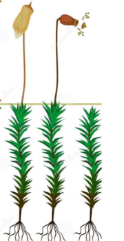 <p>Name the top and bottom structures</p>