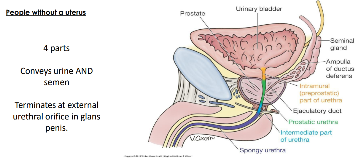 <p>Urethra Structure in Males</p>