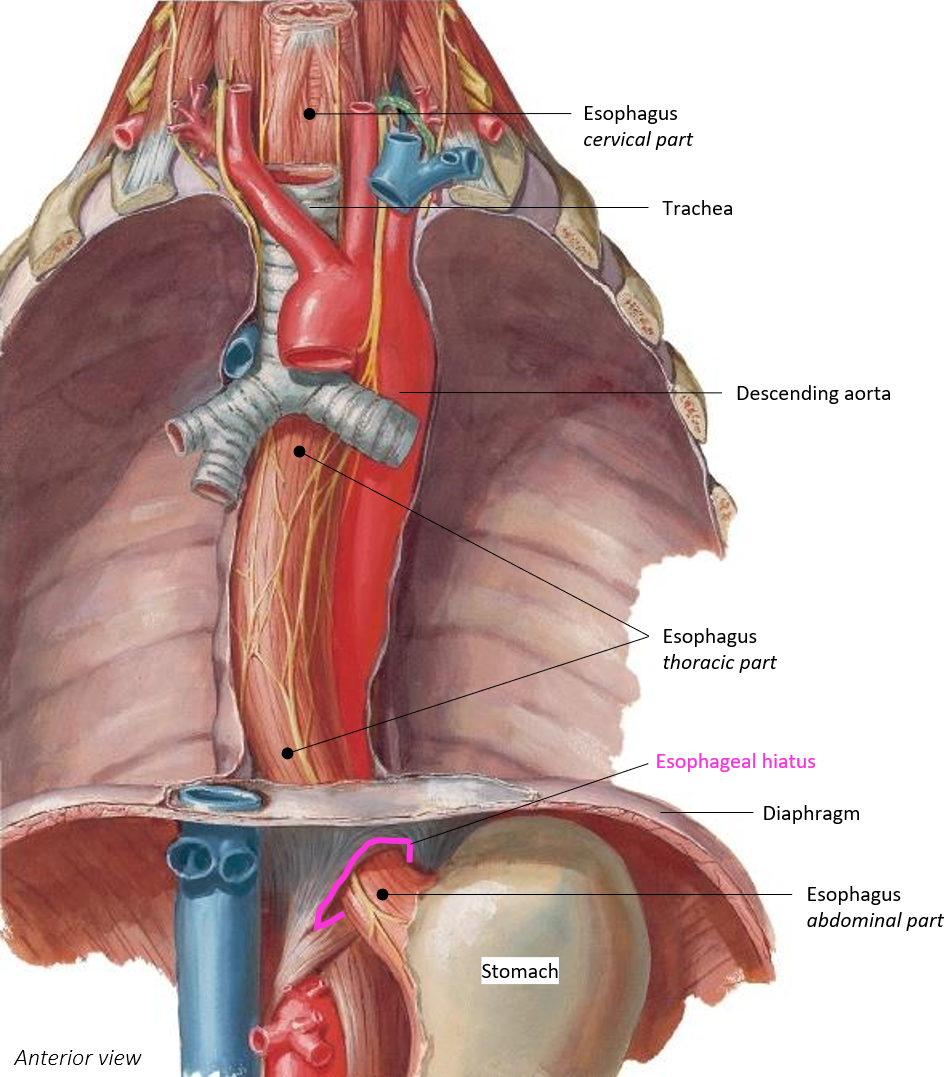 <p>It passes through the <strong>esophageal hiatus </strong>of the diaphragm to enter the abdominal cavity</p>