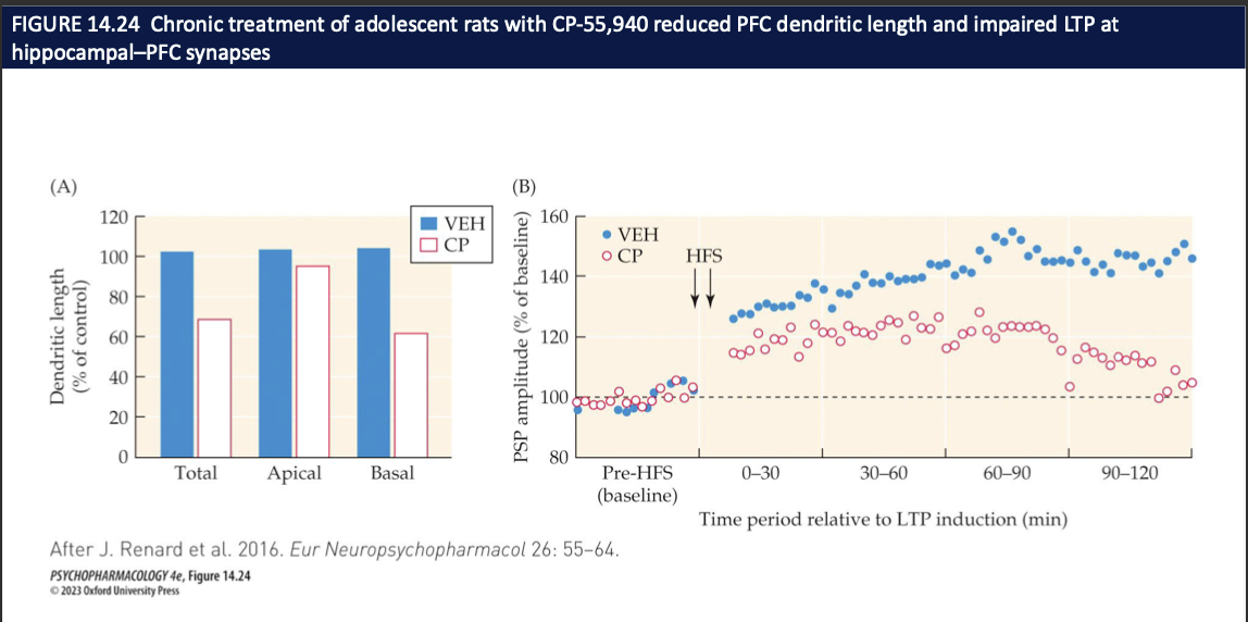 <ul><li><p>CP = THC-like <strong>CB₁ receptor agonist</strong></p></li><li><p>Chronic CP in adolescence → <strong>PFC dendritic length ↓</strong> (total, apical, basal) vs vehicle</p></li><li><p>Same animals → <strong>LTP at hippocampus→PFC synapses is blunted</strong> after HFS</p></li><li><p>Interpretation: <strong>early, heavy cannabinoid signaling can weaken PFC wiring + learning-related plasticity → possible basis for cognitive effects of early cannabis use</strong></p></li></ul><p></p>