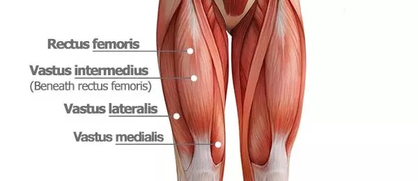 <p>a. Vastus lateralis</p>
