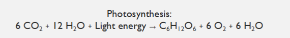 <p>6 cycles of photosynthesis to build glucose </p>
