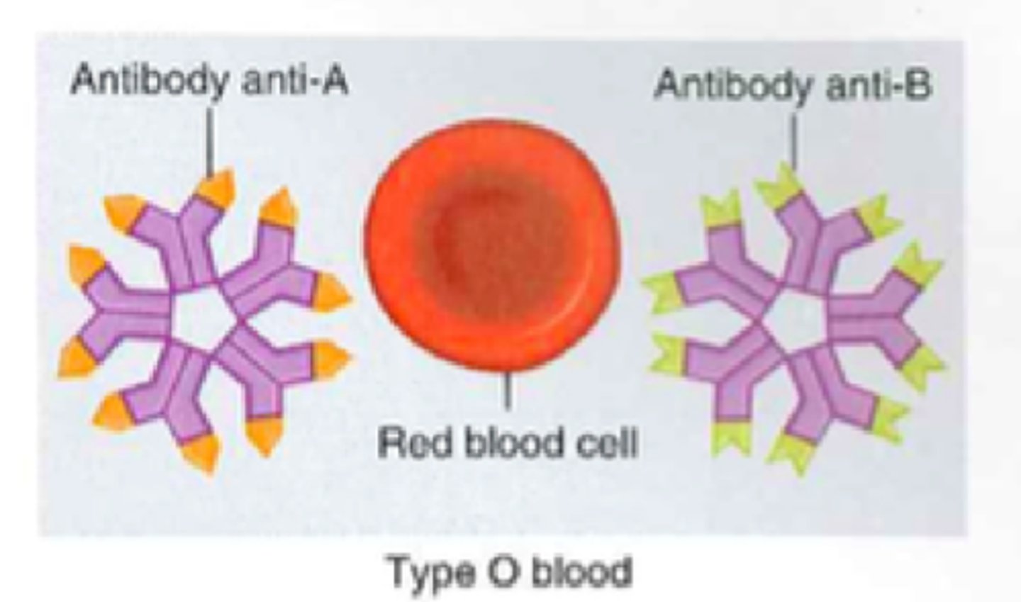 <p>NO antigens, A and B antibodies (universal donor)</p>