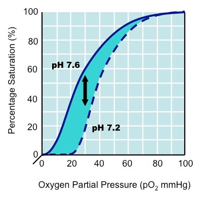 <p>When respiration increases, the amount of carbon dioxide in the blood increases. The pH decreases from a normal 7.6 to 7.2. The increase in acidity makes hemoglobin have affinity for oxygen (highly respiring tissues would want more oxygen). Hemoglobin is more likely to increase its oxygen stores in the tissues. </p><p>The Bohr shift decreases hemoglobin’s affinity for oxygen. Therefore, the unloading of oxygen into tissues increases. </p>