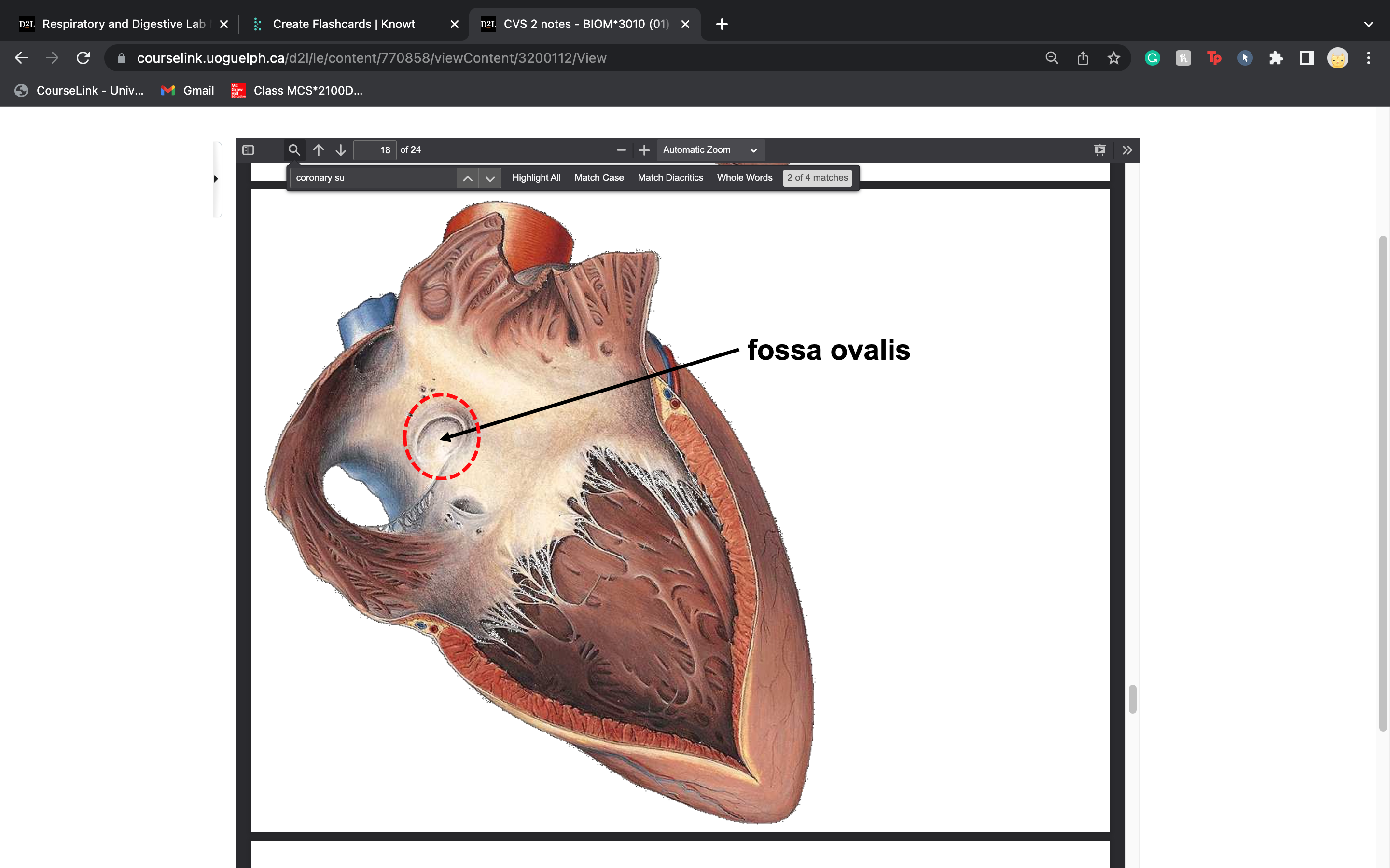 right atrium
 a thin region
of the wall between right and left atria