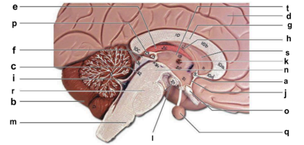 <p>Identify the structure labeled <strong>“j”</strong> in the image.</p>