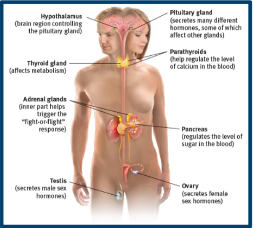 <p>Adrenal glands: releases  epinephrine and norepinephrine (adrenaline and noradrenaline) </p><p>Pituitary gland: oxytocin; stimulates the uterine contractions of childbirth and milk secretion/pair bonding, group cohesion and trust</p>