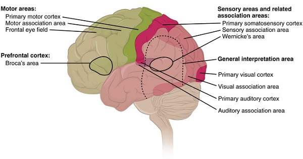 <p><strong>areas of the cerebral cortex that are not involved in primary motor or sensory functions</strong><span>; rather, they are involved in higher mental functions such as learning, remembering, thinking, and speaking</span></p>