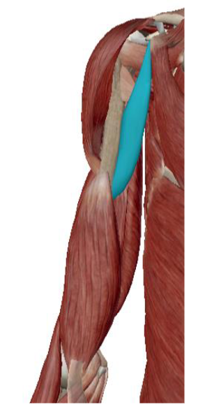 <p>Musculus Coracobrachialis </p>