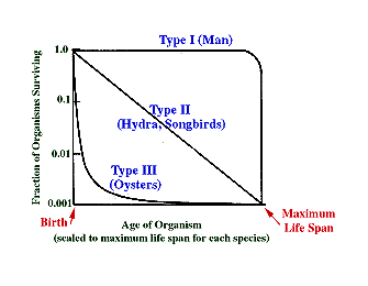 <p>type I = k-strategists</p><p>type II - organisms w/ constant loss</p><p>type III = r-strategists</p>