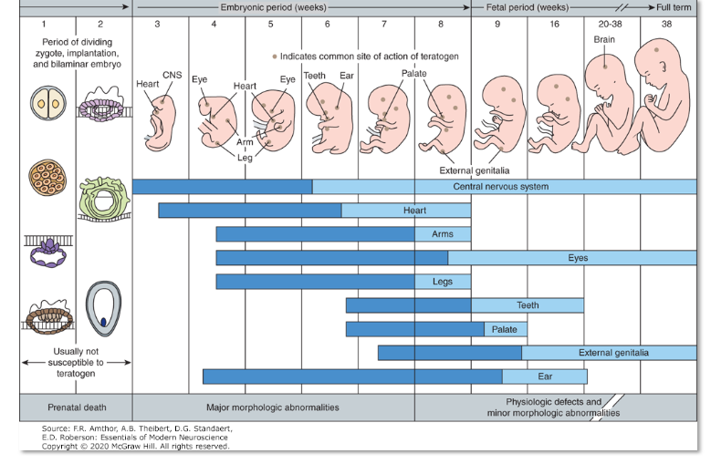 <p>teratogens </p><p>**Dark blue denote highly sensitive stages; light blue denote stages that</p><p>are less sensitive to teratogens</p>