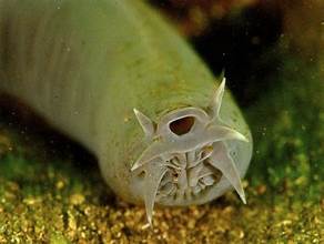 <p>Hagfish</p>