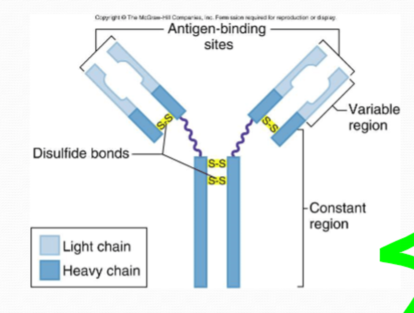 <p>- Y-shaped proteins</p><p>- 4 polypeptide chains, held by disulfide bridges</p><p>- constant region = same in ALL antibodies (bind to receptors on immune system cells)</p><p>- variable regions = site where antibody binds to specific antigen (forming antigen-binding sites)</p><p>- 'heavy' chains = 2x longest chains</p><p>- 'light' chains = 2x shortest chains</p>