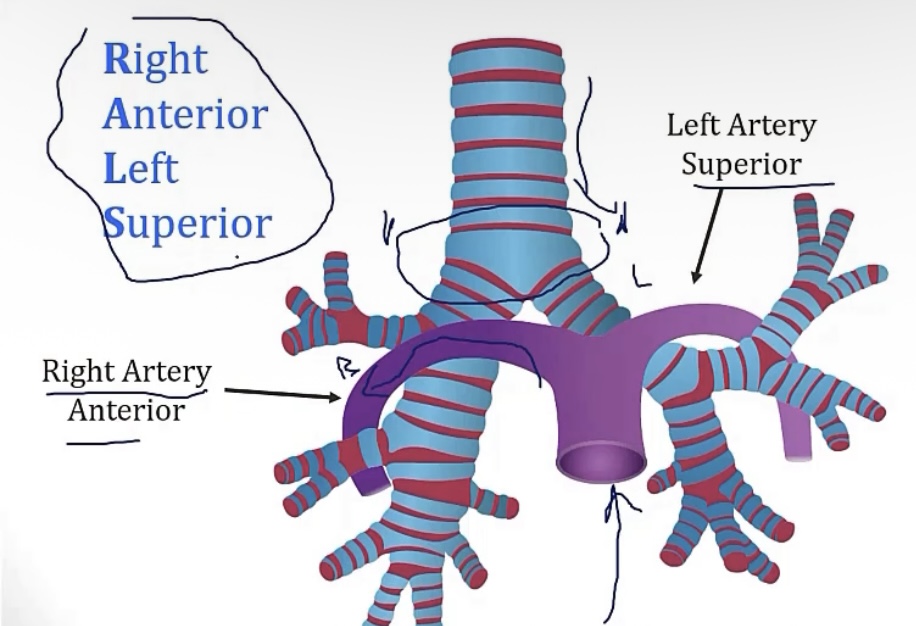 <p>-right lung; it’s larger/wider</p>