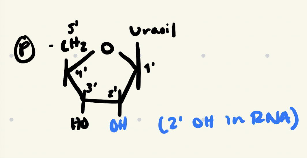 <p>RNA nt. structure</p><ul><li><p>A, G, C and Uracil (U)</p></li><li><p>Ribose, deoxyribose</p></li></ul><p></p>
