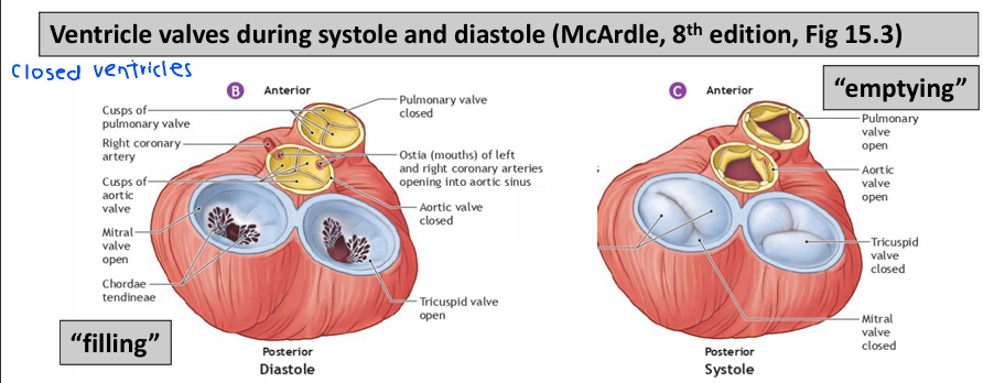 <p><span style="color: rgb(180, 51, 204);"><strong>Systole</strong></span> = contraction of heart (emptying)</p><p><span style="color: rgb(182, 45, 224);"><strong>Diastole </strong></span>= relaxation phase of heart (filling)</p>