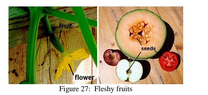 <p>Fruit Development - large fleshy fruits</p>