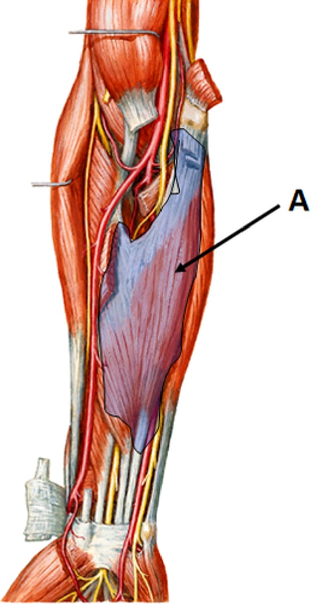 <p>Flexor Digitorum Superficialis (FDS)</p>
