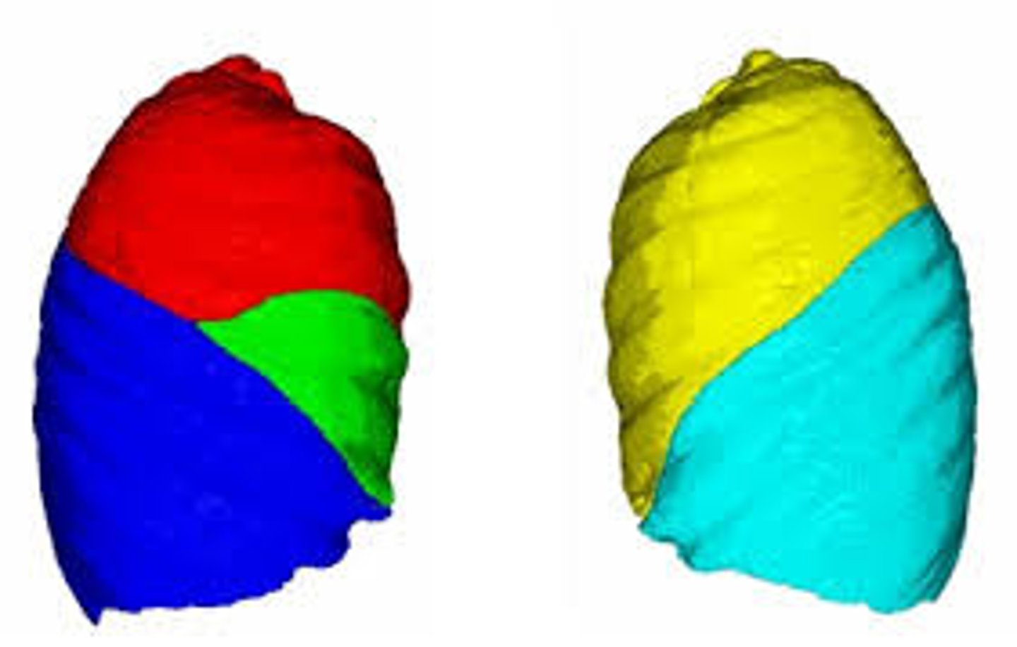 <p>Lungs have a total of 5 lobes. Right lung has three lobes, left lung has two lobes (to make room for the heart)</p>