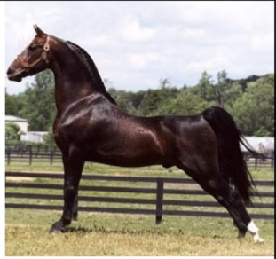 <p>HORSES: what is the breed. origin, color, body, traits, purpose?</p>